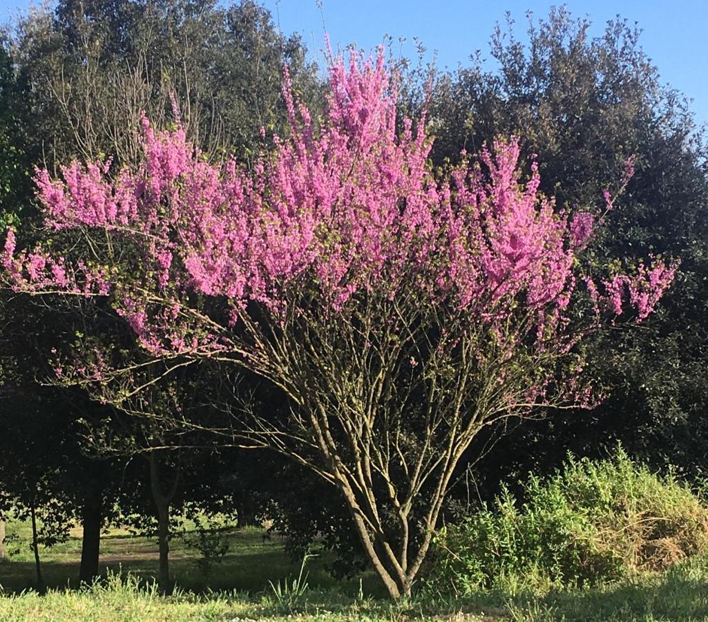 Resort Giardino Degli Aranci - Casa Lisca Baronissi Dış mekan fotoğraf